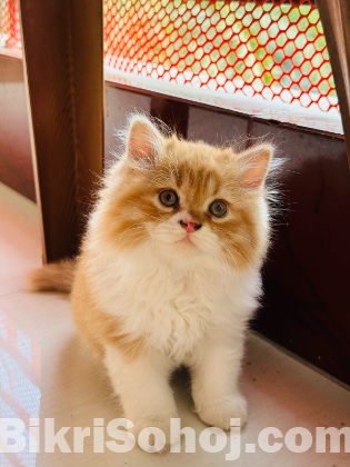 Persian cat